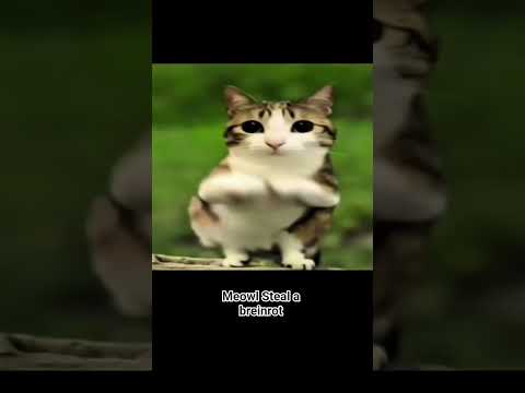 Meowl steal a breinrot #stealabrainrot @Snutany @BambiczekFN #Meowl