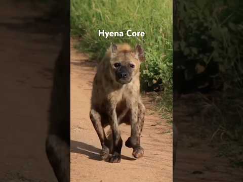 Hyena Core #animalshorts #animals #hyena #hyenas #cuteanimals