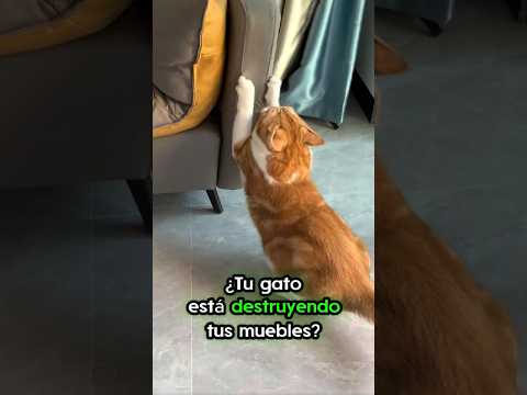 How to stop your cat from scratching furniture? Practical solutions that work. #cats #animals