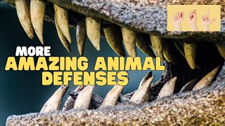 ASL More Amazing Animal Defenses