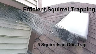 Five Squirrels in One Trap :  Efficient Squirrel Trapping with One Way Door Trap