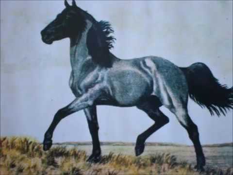 download lagu mp3 mp4 Msica Mouro Da Porteira, download lagu Msica Mouro Da Porteira gratis, unduh video klip Msica Mouro Da Porteira