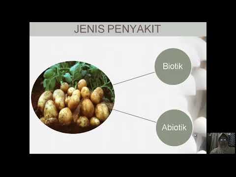 EFISIENSI berarti untuk potensi Papilloma kecil di dahan
