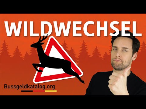 Wildwechsel: 4 Tipps für die Begegnung mit Reh, Wildschwein und Co.!🦊🐗🦝