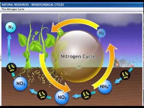 CBSE Class 9 Science, Natural Resources -2, Biogeochemical Cycles