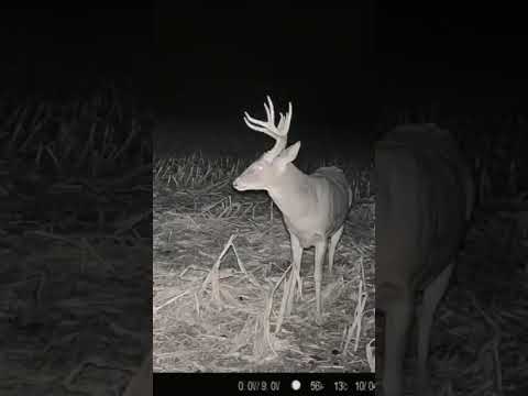 Early October Bucks