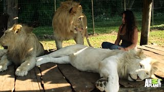 Lions Treat Woman Like the Leader of the Pride - 26-09-2015