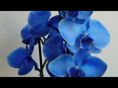 , title : 'Cum a inflorit o orhidee albastră'
