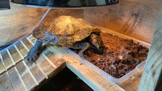 Mixing Nesting Substrate For Turtles To Lay Eggs in!!! | DIY Reptiles