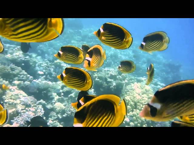 Snorkeling in Hurgada, Red sea, Egypt