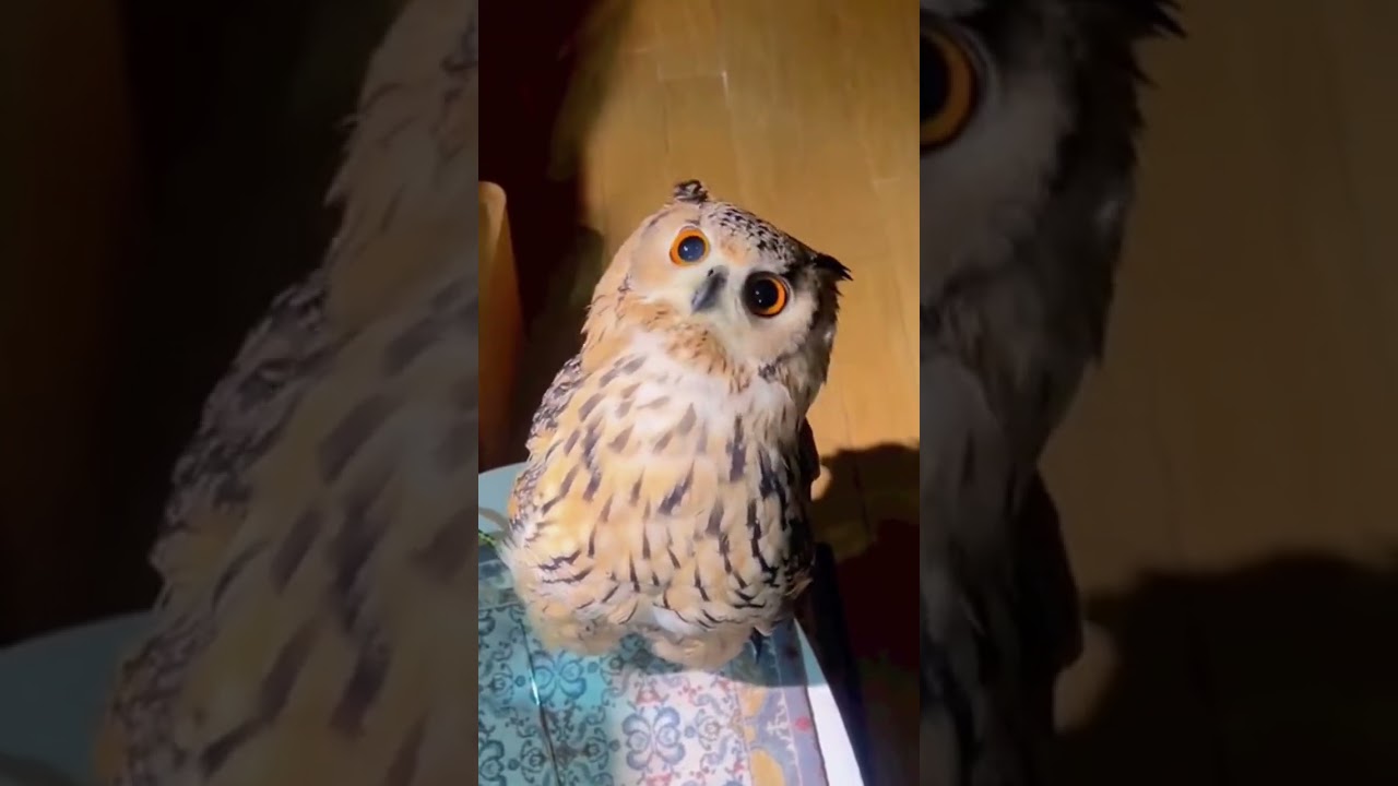 From Rescue to Recovery: A Second Chance for This Beautiful Owl 🦉❤️ #shortvideo