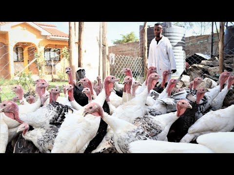 , title : 'Youngest Turkey Farmer | Woooow!   : A Millionaire'