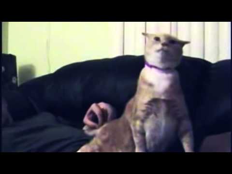 Trololo Cat sings Raquela's, LET THE MUSIC PLAY