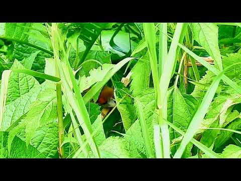 Timália ozdobná (Cyanoderma melanothorax) — spev a hlas v prírode
