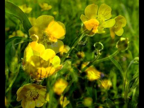 Aleksandrs Kublinskis - Andris Uljanovs - Ai , gundegas