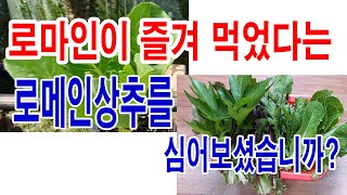 로마인이 즐겨 먹었다는 로메인상추를 심어보셨습니까?- 여러가지 상추, 상추 품종 선택, 상추재배, 상추 파종…