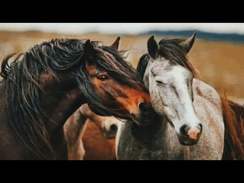 أَراكَ عَصِيَّ الدَمعِ شيمَتُكَ الصَبرُ - أبو فراس الحمداني | نواف