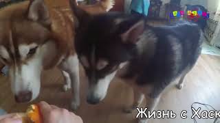 Приколы про собак. Приколы с собаками. #2