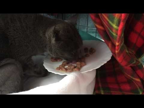 Jaydee licking gravy