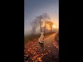 Dogs Have Way Filling An Emptiness Dogs Loyalty Status Dog Lovers Shorts Viralshorts