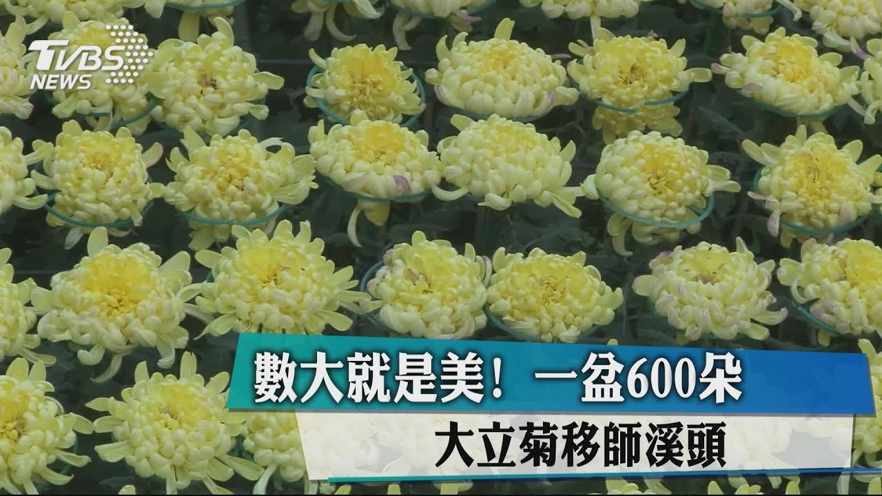 數大就是美!一盆600朵 大立菊移師溪頭