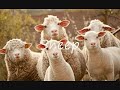 Animal Alphabet Wmv