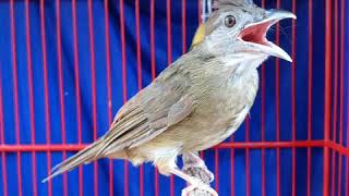 Download lagu 1 JAM~MASTERAN SUARA BURUNG KAPAS TEMBAK JERNIH mp3 Download lagu 1 JAM~MASTERAN SUARA BURUNG KAPAS TEMBAK JERNIH mp3