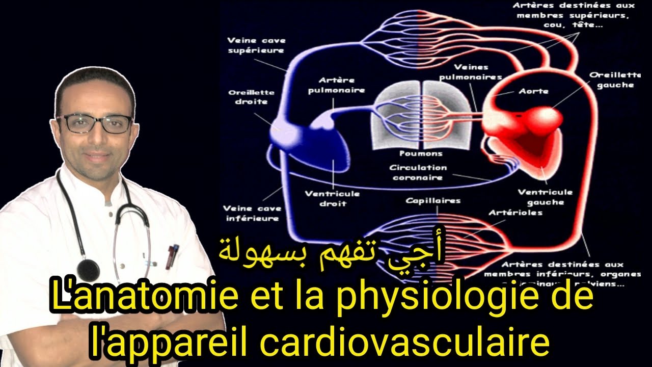 Anatomie de l'appareil cardiovasculaire : Le Cœur🫀