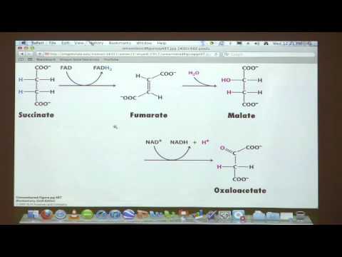 Kevin Ahern's Bite-Sized Biochemistry #28 - Citric Acid Cycle II (Oxidative Metabolism)