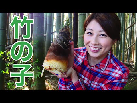 タケノコ掘り！？ (Digging up bamboo shoots!)