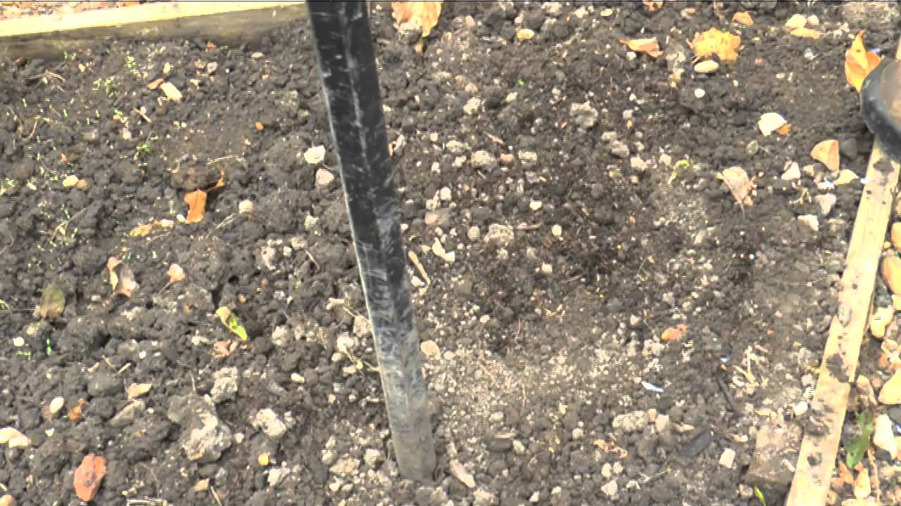 How to: Grow straight parsnips