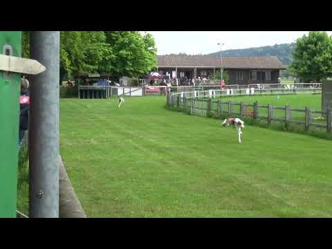 GP Lotzwil 2022 Podenco Ibicenco gemischt