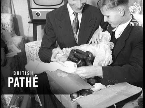 People In The News Polish Boy Reunited With Parents & Seretse Khama Returns To His Country (1956)