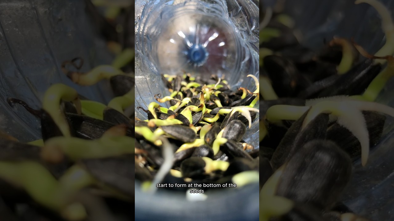 Why i’m never growing sunflowers again