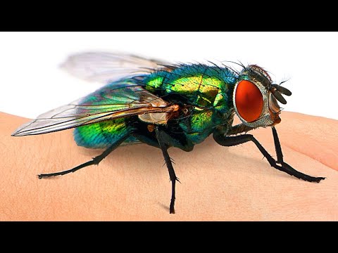 Les mouches te voient au ralenti, et 9 autres super-pouvoirs des animaux