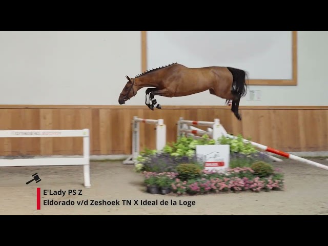 E'Lady PS Z