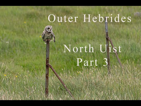 Wildlife Photography | VLOG – Part 3 | North Uist, Outer Hebrides, Scotland, UK | 2024