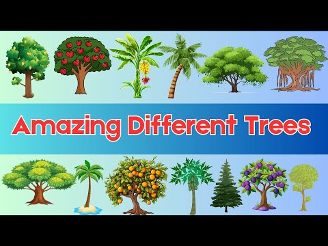 Different Trees for Kids | Learn Tree Names and Fun Facts | Kindergarten Awareness | Tiny Tutors TV