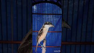 Download lagu tengkek buto werkudoro mp3
