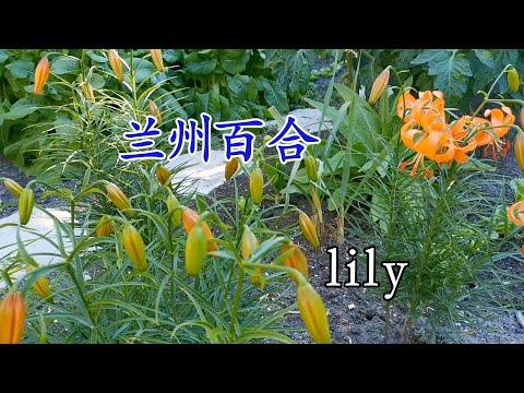 , title : '食用百合当属兰州百合 清甜好吃 开花也非常漂亮 Lanzhou Lily'