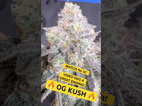 1week left! OG KUSH!