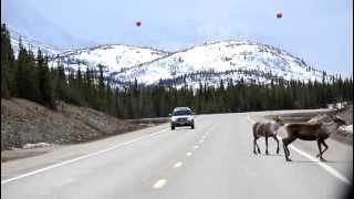preview picture of video 'Caribou crossing near Cantwell, AK'