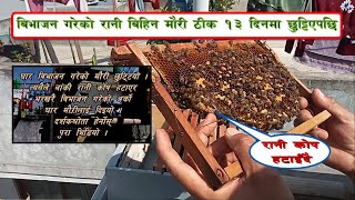 विभाजन गरेको रानी विहिन मौरी ठीक १३ दिनमा छुट्टियो । रानीकोष अर्कोलाई।।Dailyvlog।।AbhiyanTV।।Cerana