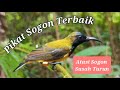 Suara Pikat Sogon Terbaik Atasi Sogon Susah Turun