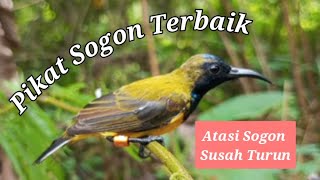 Download lagu Suara Pikat Sogon Terbaik Atasi Sogon Susah Turun mp3 Download lagu Suara Pikat Sogon Terbaik Atasi Sogon Susah Turun mp3