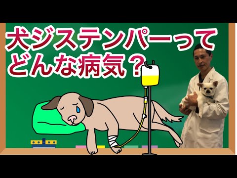 犬のジステンパーに対する家庭療法