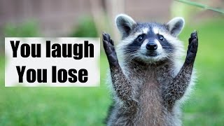 Try not to laugh or smile | Funny raccoon compilation 2017
