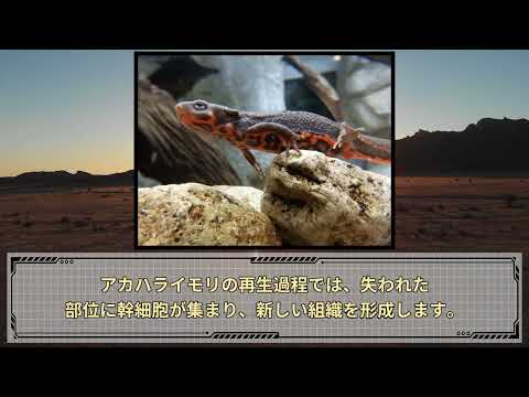 ヤシイモリ Lissotriton helveticus、雄