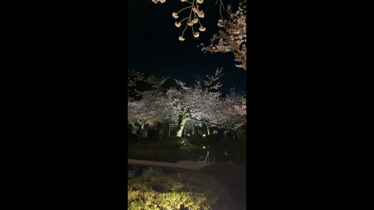 【日本三名園】兼六園・夜の桜ライトアップ2026 最後の輝きをノーカットで