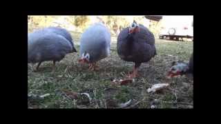 preview picture of video 'Guinea Fowls Texas Qld - See the beauty!.wmv'